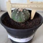 ASTROPHYTUM ASTERIAS Nº 144 – vaso 15