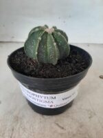 ASTROPHYTUM MYRIOSTIGMA "Multicostatum NUDUM - 8 quinas "  Nº 374 – vaso 15 - Imagem 2