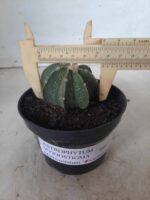 ASTROPHYTUM MYRIOSTIGMA "Multicostatum NUDUM - 8 quinas "  Nº 374 – vaso 15 - Imagem 4