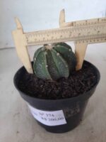 ASTROPHYTUM MYRIOSTIGMA "Multicostatum NUDUM - 8 quinas "  Nº 374 – vaso 15 - Imagem 8
