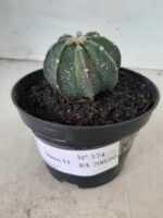 ASTROPHYTUM MYRIOSTIGMA "Multicostatum NUDUM - 8 quinas "  Nº 374 – vaso 15 - Imagem 13