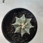 ASTROPHYTUM MYRIOSTIGMA "Multicostatum NUDUM - 8 quinas "  Nº 374 – vaso 15