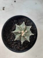 ASTROPHYTUM MYRIOSTIGMA "Multicostatum NUDUM - 8 quinas "  Nº 374 – vaso 15