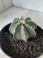 ASTROPHYTUM MYRIOSTIGMA "Multicostatum NUDUM - 8 quinas "  Nº 374 – vaso 15 - Imagem 5