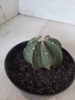 ASTROPHYTUM MYRIOSTIGMA "Multicostatum NUDUM - 8 quinas "  Nº 374 – vaso 15 - Imagem 11