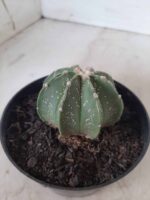 ASTROPHYTUM MYRIOSTIGMA "Multicostatum NUDUM - 8 quinas "  Nº 374 – vaso 15 - Imagem 10