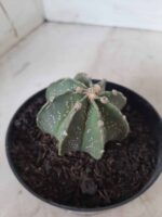 ASTROPHYTUM MYRIOSTIGMA "Multicostatum NUDUM - 8 quinas "  Nº 374 – vaso 15 - Imagem 9