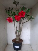 Planta Dobrada 1913 – 55cm – 03 anos - Imagem 2