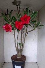 Planta Dobrada 1913 – 55cm – 03 anos - Imagem 5