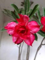 Planta Dobrada 1913 – 55cm – 03 anos - Imagem 4