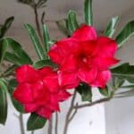 Planta Dobrada 1913 – 55cm – 03 anos