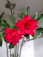 Planta Dobrada 1913 – 55cm – 03 anos