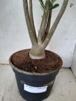 Planta Dobrada 1913 – 55cm – 03 anos - Imagem 8