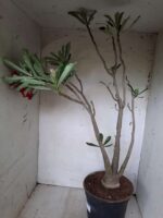 Planta Dobrada 1913 – 55cm – 03 anos - Imagem 7