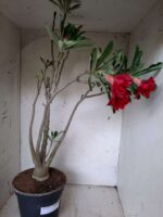 Planta Dobrada 1913 – 55cm – 03 anos - Imagem 6