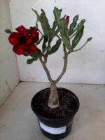 ENXERTO 11161 – 25cm (cor LM 867) - Imagem 2