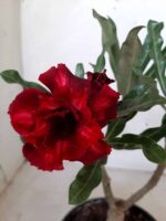 ENXERTO 11161 – 25cm (cor LM 867)