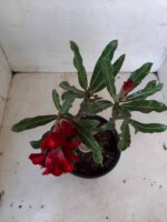 ENXERTO 11161 – 25cm (cor LM 867) - Imagem 4