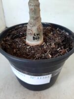 ENXERTO 11161 – 25cm (cor LM 867) - Imagem 7