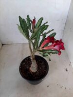 ENXERTO 11161 – 25cm (cor LM 867) - Imagem 5