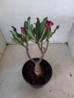 ENXERTO 11161 – 25cm (cor LM 867) - Imagem 6