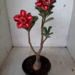 ENXERTO 11190 - 25cm (cor LM 330)