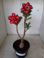 ENXERTO 11190 - 25cm (cor LM 330)