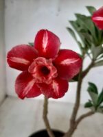 ENXERTO 11190 - 25cm (cor LM 330) - Imagem 3