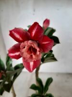 ENXERTO 11190 - 25cm (cor LM 330) - Imagem 5