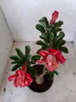 ENXERTO 11190 - 25cm (cor LM 330) - Imagem 4