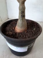 ENXERTO 11190 - 25cm (cor LM 330) - Imagem 7