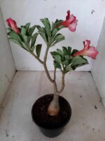 ENXERTO 11190 - 25cm (cor LM 330) - Imagem 6