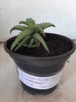 SUCULENTA "ALOE castilloniae" Nº 31 - vaso 15 - Imagem 8