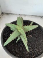 SUCULENTA "ALOE castilloniae" Nº 31 - vaso 15 - Imagem 7