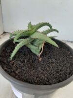 SUCULENTA "ALOE castilloniae" Nº 31 - vaso 15 - Imagem 6