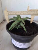 SUCULENTA "ALOE castilloniae" Nº 31 - vaso 15