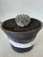 MATRIZ ASTROPHYTUM ASTERIAS SUPER KABUTO  Nº 20 - vaso 15 - Imagem 2