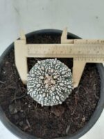 MATRIZ ASTROPHYTUM ASTERIAS SUPER KABUTO  Nº 20 - vaso 15 - Imagem 10