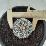 MATRIZ ASTROPHYTUM ASTERIAS SUPER KABUTO  Nº 20 - vaso 15