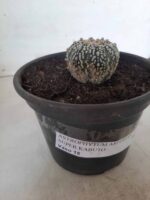 MATRIZ ASTROPHYTUM ASTERIAS SUPER KABUTO  Nº 20 - vaso 15 - Imagem 13