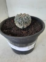 MATRIZ ASTROPHYTUM ASTERIAS SUPER KABUTO  Nº 20 - vaso 15 - Imagem 12