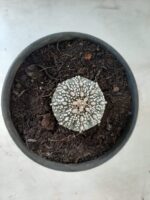 MATRIZ ASTROPHYTUM ASTERIAS SUPER KABUTO  Nº 20 - vaso 15 - Imagem 3