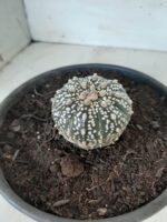 MATRIZ ASTROPHYTUM ASTERIAS SUPER KABUTO  Nº 20 - vaso 15 - Imagem 11