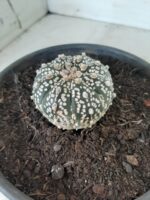 MATRIZ ASTROPHYTUM ASTERIAS SUPER KABUTO  Nº 20 - vaso 15 - Imagem 9
