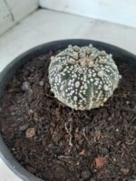 MATRIZ ASTROPHYTUM ASTERIAS SUPER KABUTO  Nº 20 - vaso 15 - Imagem 8
