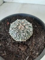 MATRIZ ASTROPHYTUM ASTERIAS SUPER KABUTO  Nº 20 - vaso 15 - Imagem 6