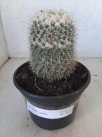 CACTOS Mammillaria Nº 45 – vaso 15 - Imagem 2