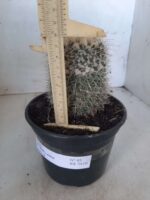CACTOS Mammillaria Nº 45 – vaso 15 - Imagem 5