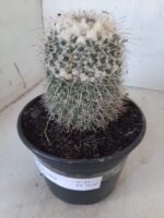 CACTOS Mammillaria Nº 45 – vaso 15 - Imagem 11