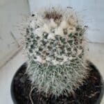 CACTOS Mammillaria Nº 45 – vaso 15